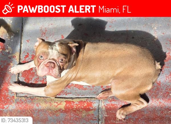 Lost Male Dog last seen FIU, Miami, FL 33174