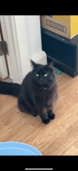 Reunited Female Cat last seen Fry close, flamsteed heights, West Sussex, England RH11 9JH