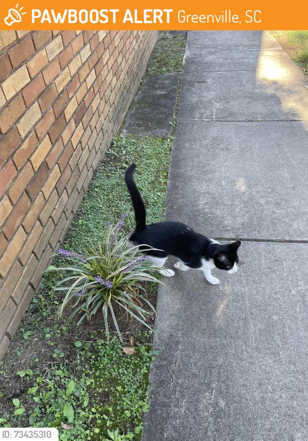 Found/Stray Unknown Cat last seen Townes Street and Neil Street, Greenville, SC 29601