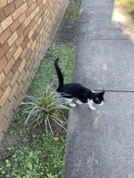 Found/Stray Unknown Cat last seen Townes Street and Neil Street, Greenville, SC 29601