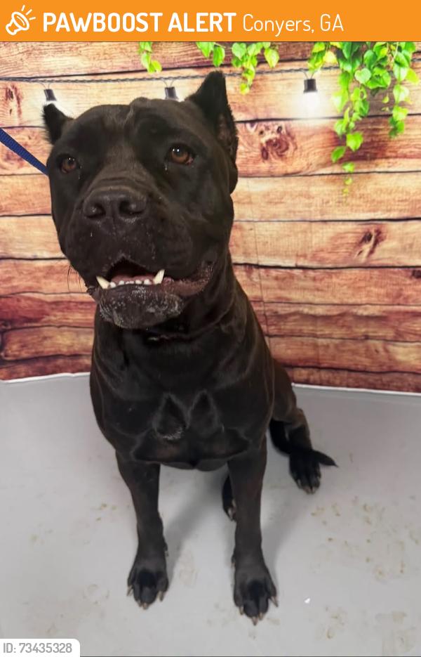 Found/Stray Unknown Dog last seen Located at Rockdale County Animal Service, 1506 Rockbridge Road, Conyers, GA 30012, Conyers, GA 30012