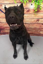 Found/Stray Unknown Dog last seen Located at Rockdale County Animal Service, 1506 Rockbridge Road, Conyers, GA 30012, Conyers, GA 30012