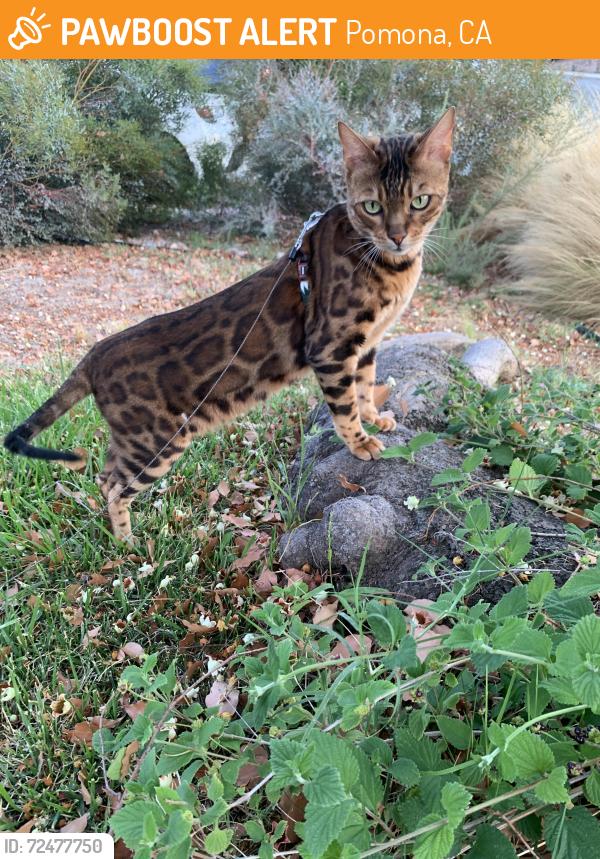Found/Stray Male Cat last seen Bluegrass Pl. and Phillips Ranch, Pomona, CA 91799