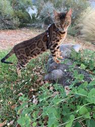 Found/Stray Male Cat last seen Bluegrass Pl. and Phillips Ranch, Pomona, CA 91799