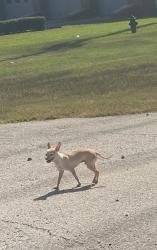 Found/Stray Male Dog last seen Landry Blvd by the fire station and train tracks, Harris County, TX 77379
