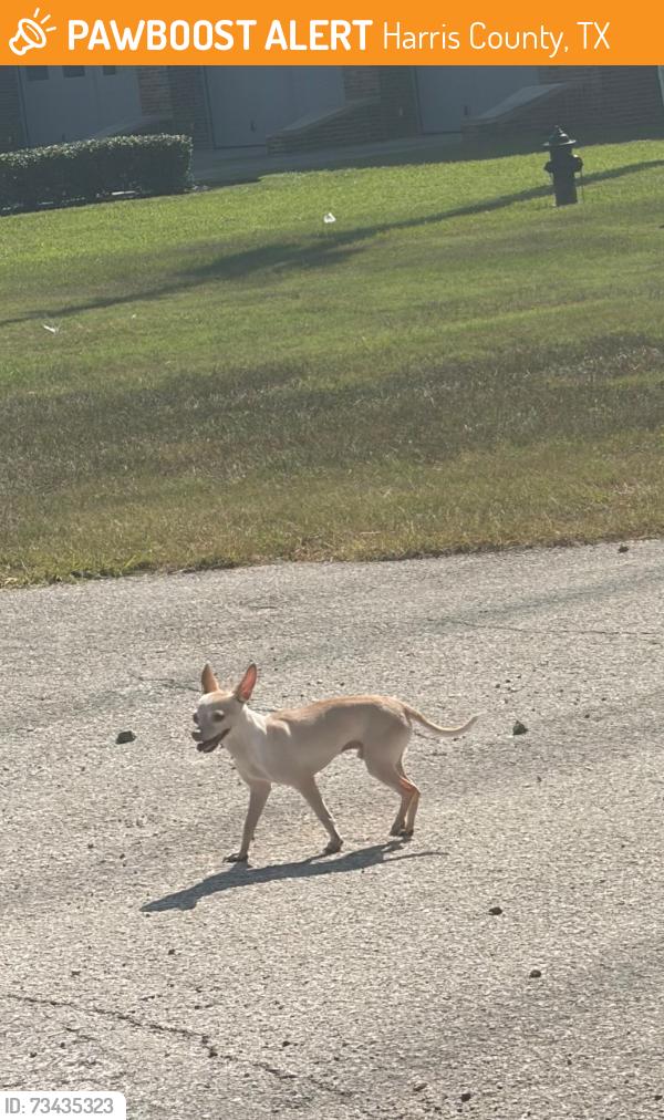 Found/Stray Male Dog last seen Landry Blvd by the fire station and train tracks, Harris County, TX 77379