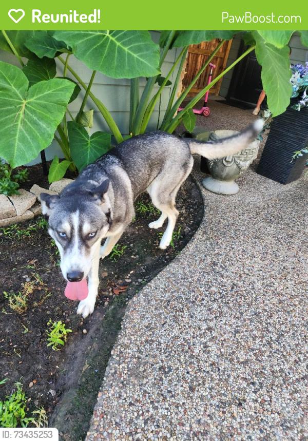 Reunited Female Dog last seen Near Glen Erica Dr, Houston, TX 77069, USA, Houston, TX 77069