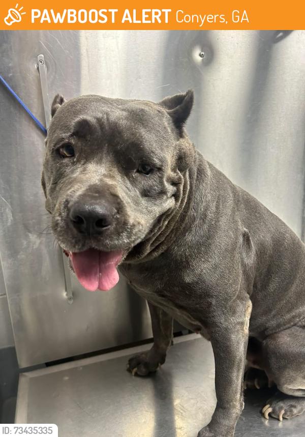Found/Stray Unknown Dog last seen Located at Rockdale County Animal Service, 1506 Rockbridge Road, Conyers, GA 30012, Conyers, GA 30012