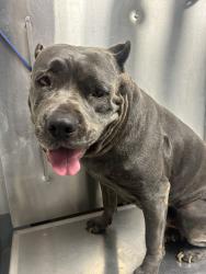 Found/Stray Unknown Dog last seen Located at Rockdale County Animal Service, 1506 Rockbridge Road, Conyers, GA 30012, Conyers, GA 30012