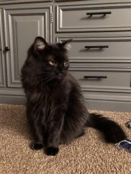 Lost Female Cat last seen Elm street, Effingham, NH 03882