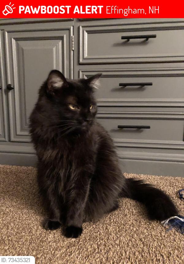 Lost Female Cat last seen Elm street, Effingham, NH 03882