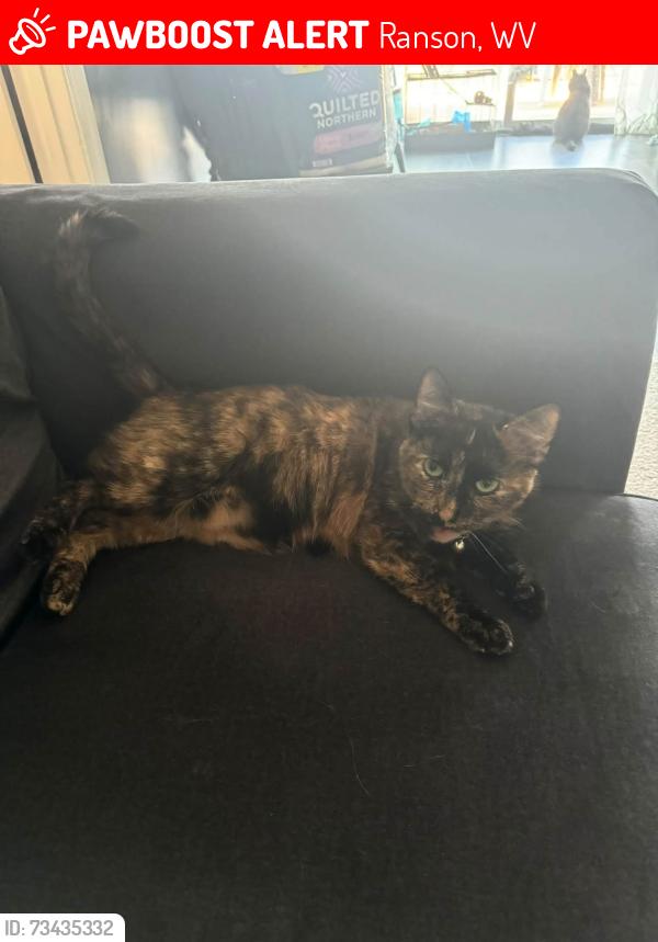 Lost Female Cat last seen Mildred street, Ranson, WV 25438