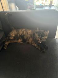 Lost Female Cat last seen Mildred street, Ranson, WV 25438