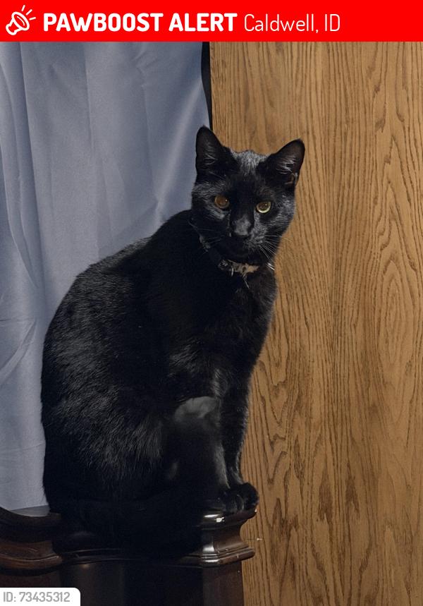 Lost Male Cat last seen Hird Ave & Savannah St, Caldwell, ID 83605