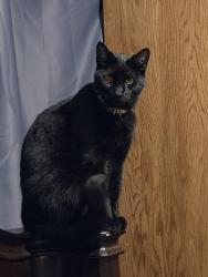 Lost Male Cat last seen Hird Ave & Savannah St, Caldwell, ID 83605