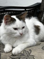 Found/Stray Male Cat last seen Arlington Ave & Sherwood Ave, Saint Paul, MN 55119