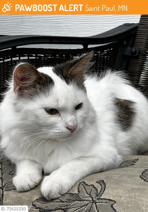 Found/Stray Male Cat last seen Arlington Ave & Sherwood Ave, Saint Paul, MN 55119