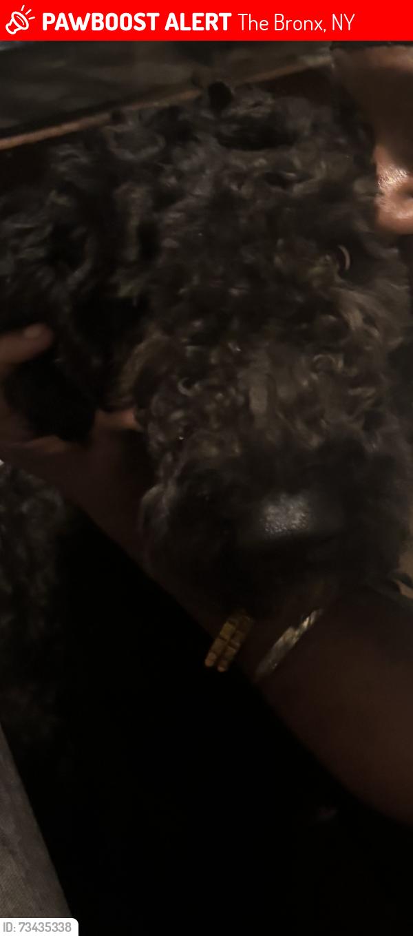 Lost Male Dog last seen pond place, The Bronx, NY 10458