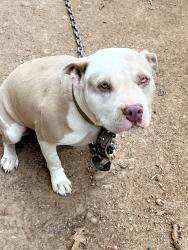 Reunited Female Dog last seen Near Spearman Rd, Pinson, AL 35126