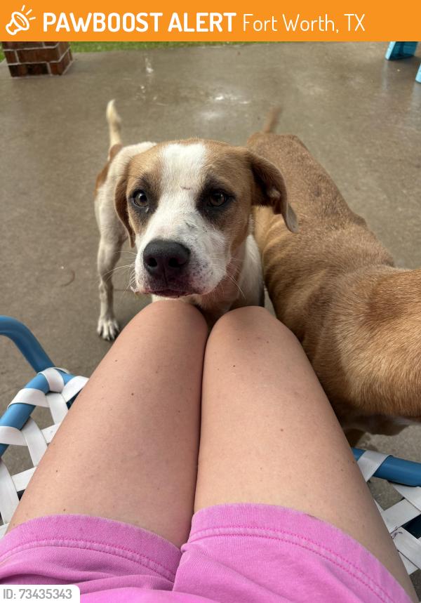 Found/Stray Male Dog last seen Rio Frio trl, Fort Worth, TX 76126