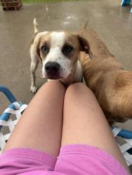 Found/Stray Male Dog last seen Rio Frio trl, Fort Worth, TX 76126