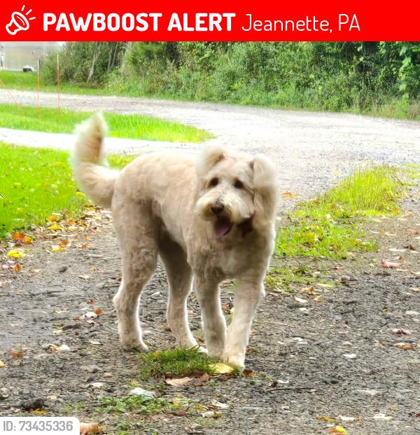 Lost Female Dog last seen Lincoln Height Civic Association, Jeannette, PA 15644