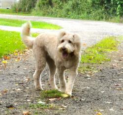 Lost Female Dog last seen Lincoln Height Civic Association, Jeannette, PA 15644