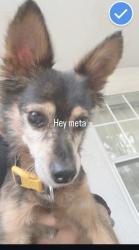 Lost Male Dog last seen North side alternative middle school, San Antonio, TX 78230