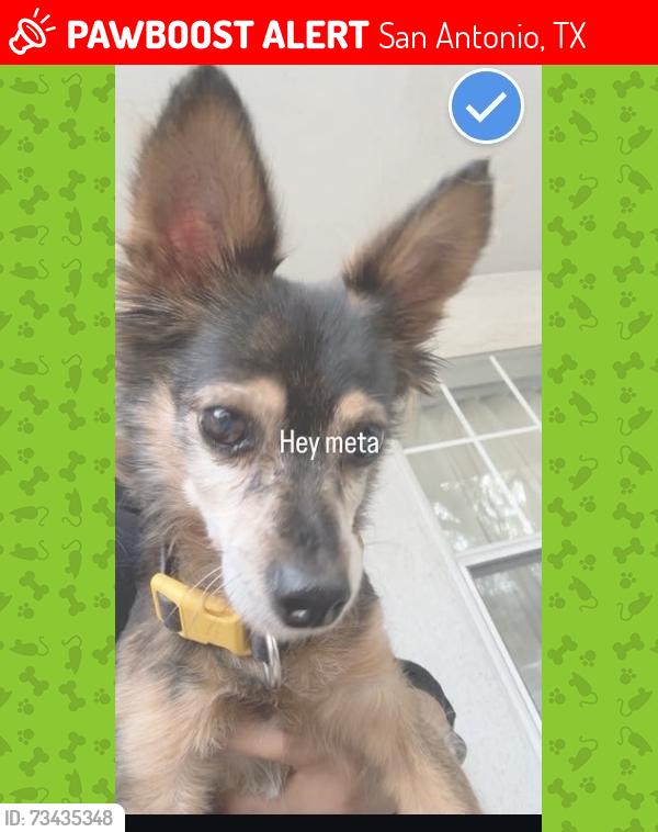 Lost Male Dog last seen North side alternative middle school, San Antonio, TX 78230