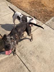 Found/Stray Female Dog last seen On Bayfield, Denton, TX 76209