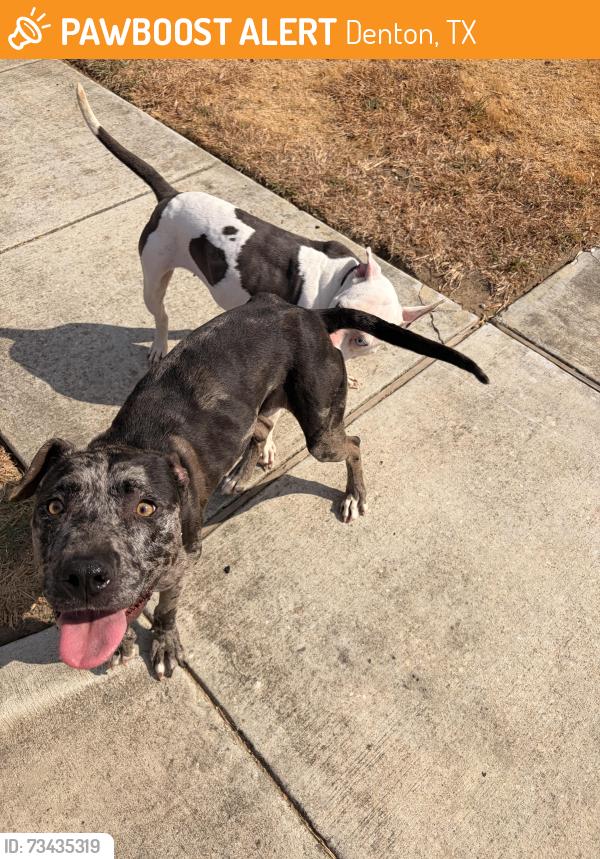 Found/Stray Female Dog last seen On Bayfield, Denton, TX 76209