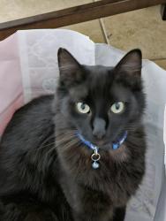Lost Male Cat last seen 90th & Tower, Albuquerque, NM 87121