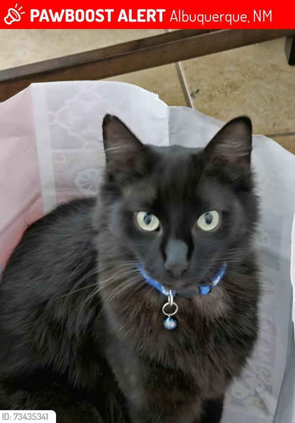 Lost Male Cat last seen 90th & Tower, Albuquerque, NM 87121