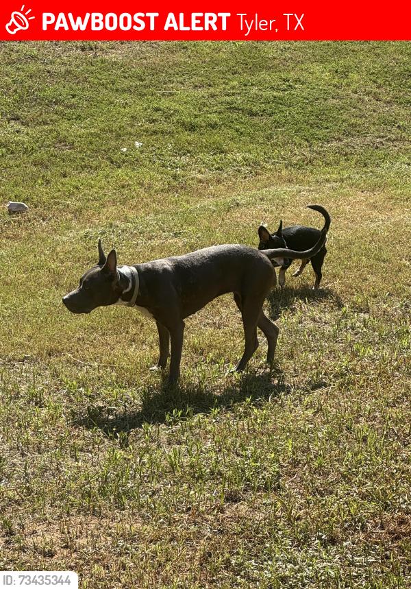 Lost Female Dog last seen Old Jacksonville Hwy by Grace School, Tyler, TX 75703