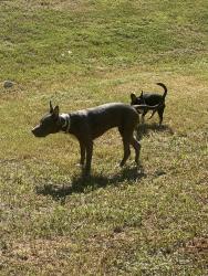 Lost Female Dog last seen Old Jacksonville Hwy by Grace School, Tyler, TX 75703