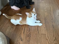 Lost Male Cat last seen 16th St and Gregory, Wilmette, IL 60091