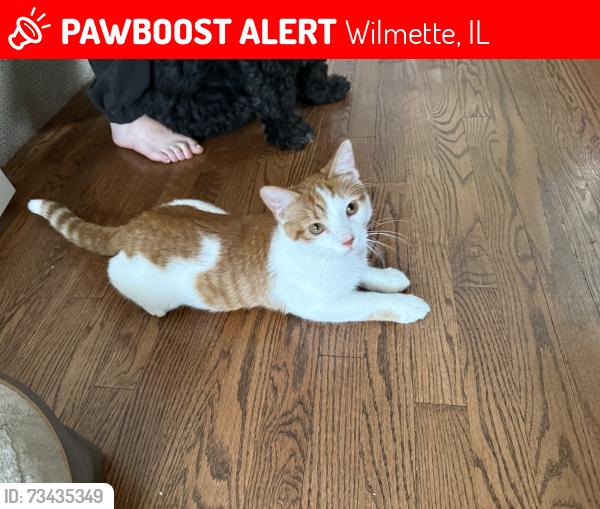 Lost Male Cat last seen 16th St and Gregory, Wilmette, IL 60091