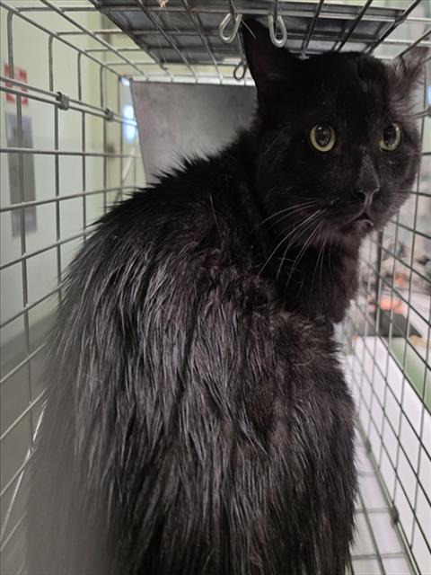 Shelter Stray Unknown Cat last seen , 1850 W 60th St, Los Angeles, CA 90047, USA