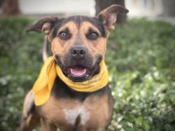 Shelter Stray Male Dog last seen , 957 N Gaffey St, San Pedro, CA 90731, USA