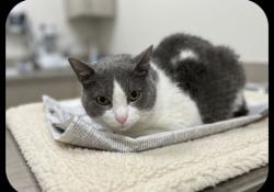 Shelter Stray Female Cat last seen , 957 N Gaffey St, San Pedro, CA 90731, USA
