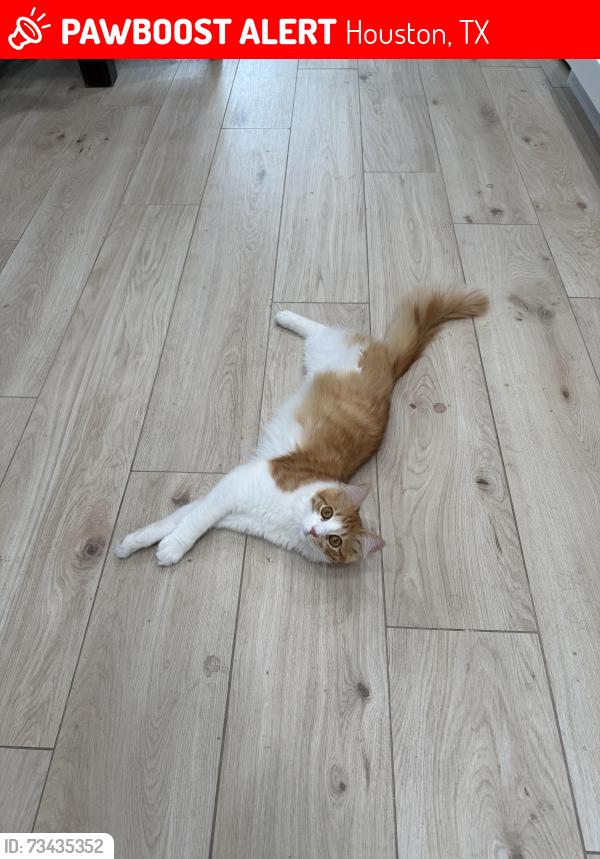 Lost Male Cat last seen Walnut Bend North, Houston, TX 77042