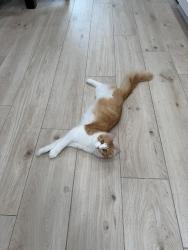 Lost Male Cat last seen Walnut Bend North, Houston, TX 77042