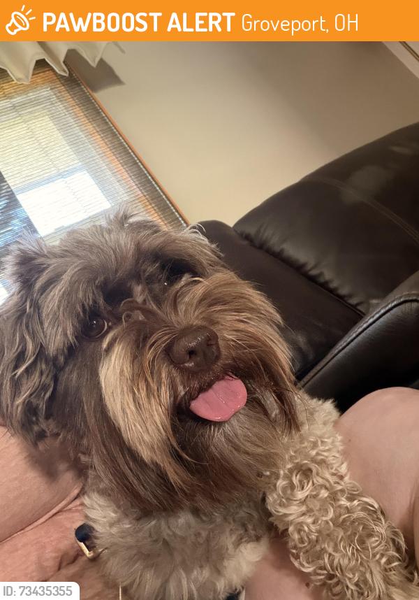 Found/Stray Female Dog last seen Bixby rd, Groveport, OH 43125
