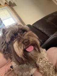 Found/Stray Female Dog last seen Bixby rd, Groveport, OH 43125