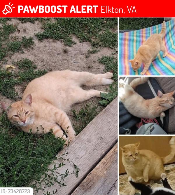 Lost Male Cat last seen Where HWY 33 crosses HWY 340 in Elkton VA, Elkton, VA 22827