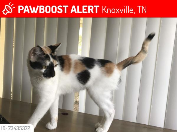 Lost Female Cat last seen Near home (37909), Knoxville, TN 37909