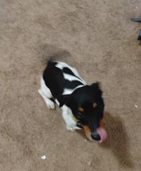 Found/Stray Male Dog last seen Near narcoossee road st cloud, St. Cloud, FL 34771