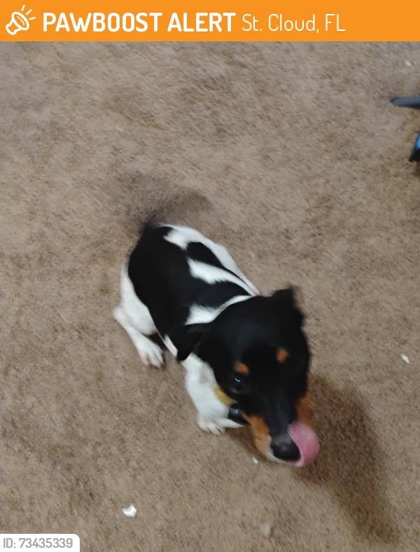 Found/Stray Male Dog last seen Near narcoossee road st cloud, St. Cloud, FL 34771
