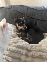 Reunited Female Dog last seen Loma Vista and Kansas, Oakland, CA 94619