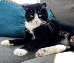 Lost Male Cat last seen Susan, Augusta, KS 67010